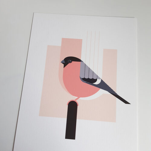 Bullfinch illustration print