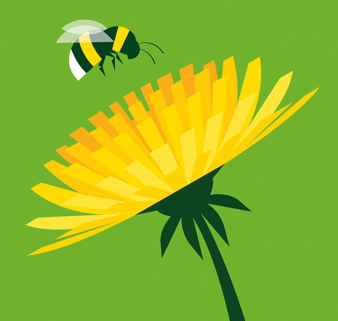 Dandelion and bee illustration