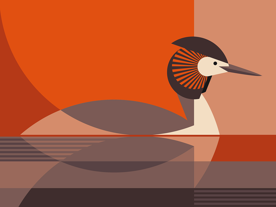 Great crested grebe illustration