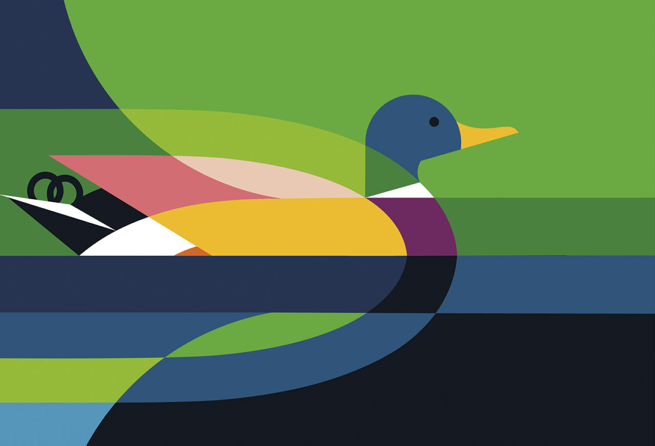 Mallard Illustration
