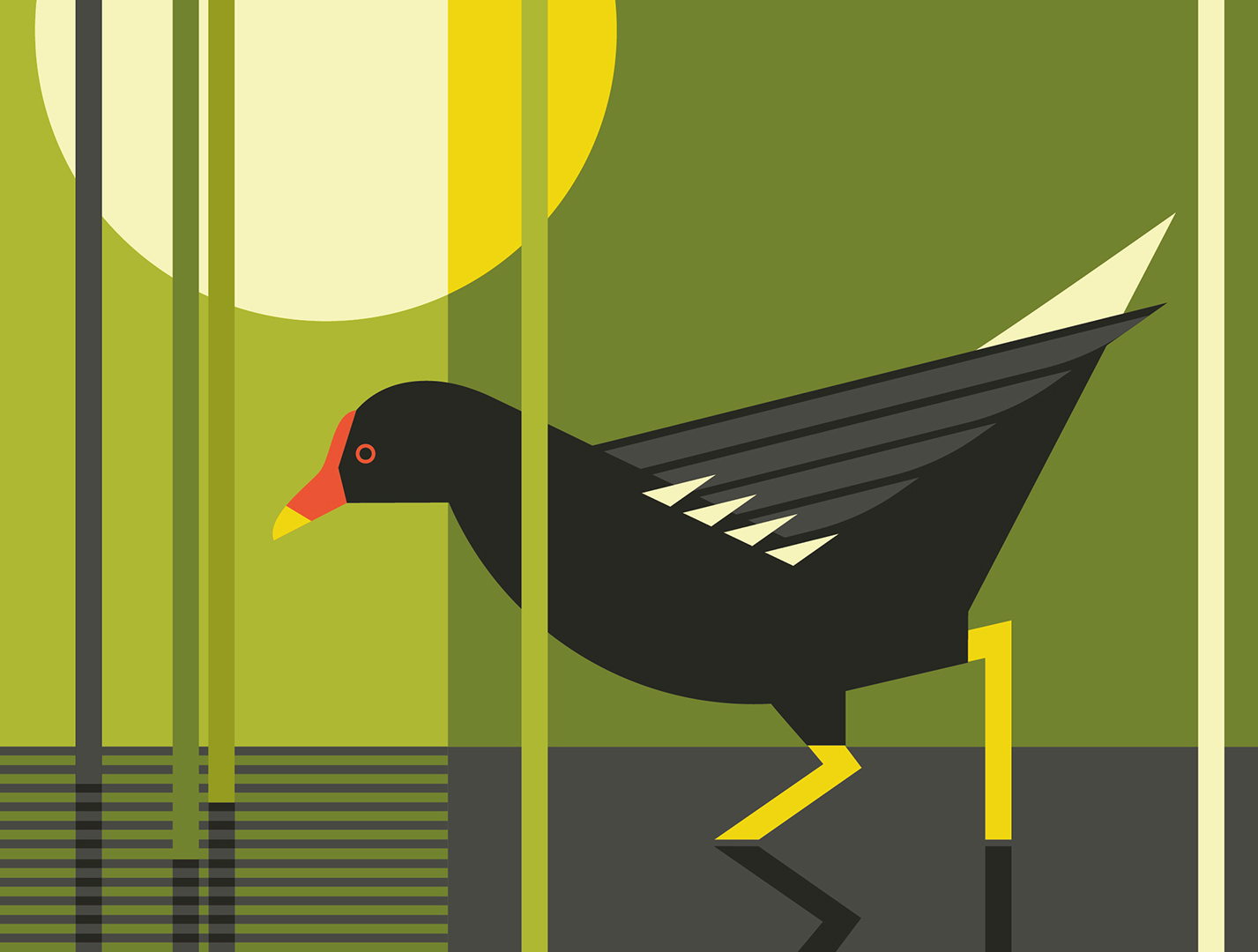 Moorhen illustration