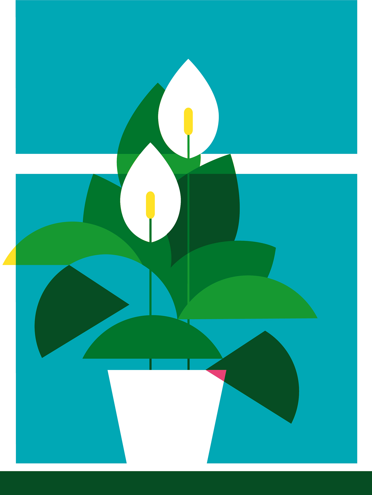 Spathiphyllum vector illustration