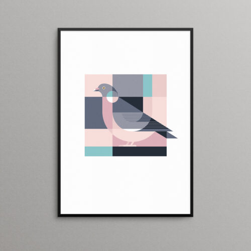 Wood pigeon illustration