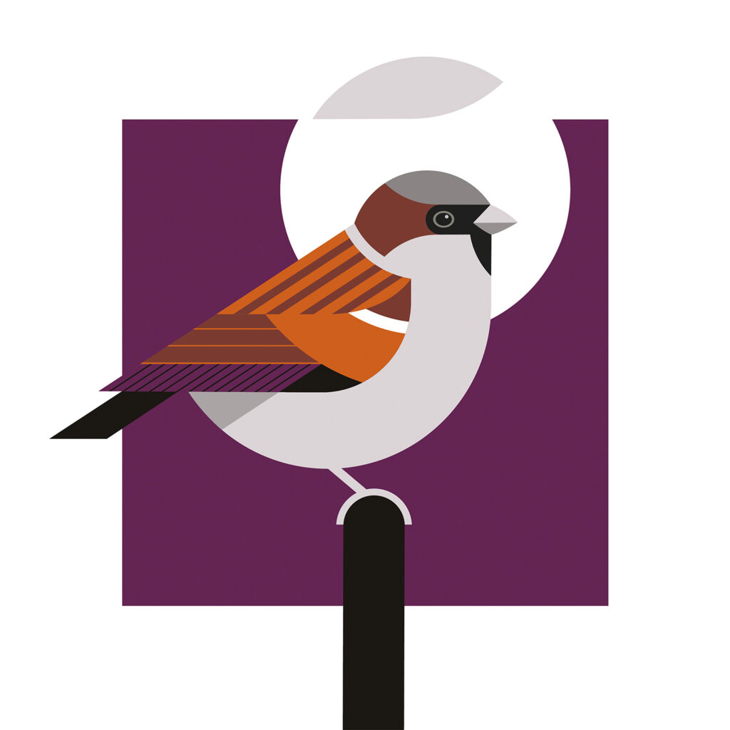 Sparrow illustration