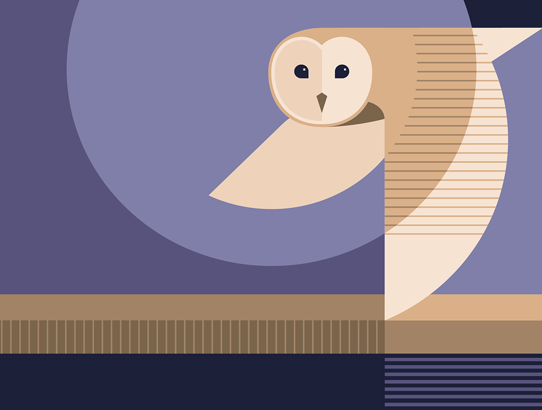 Barn owl illustration