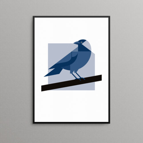 jackdaw illustration print